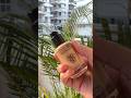Foundation #shortsfeed #ytshorts #affordable #howto #makeup #shorts #foundation #trending #viral
