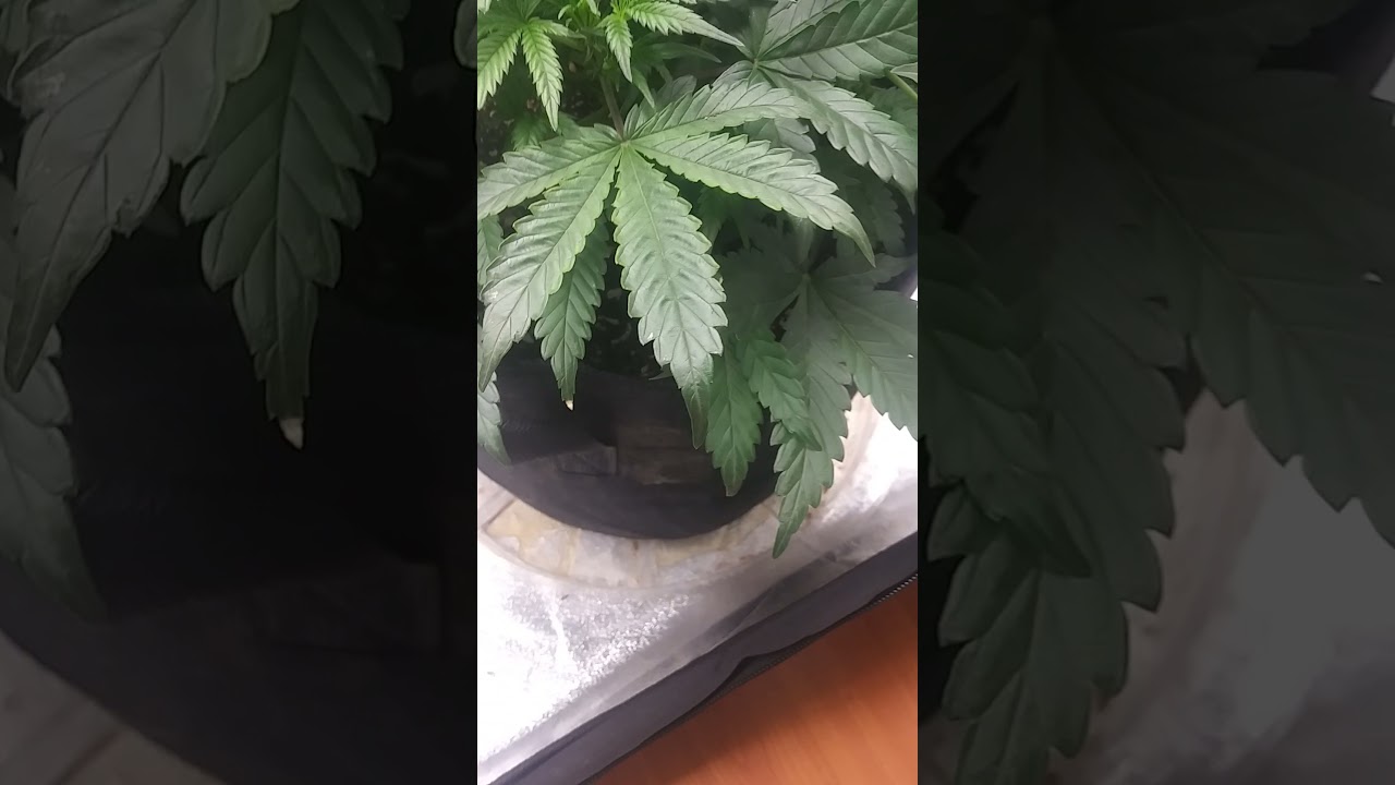 End of week 4 veg. update. girlscout cookies extreme & Bruce Banner. @floraflex