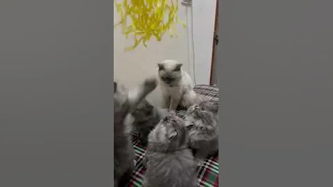 Video 9686161: persian cat grey kitten, colour persian cat kitten