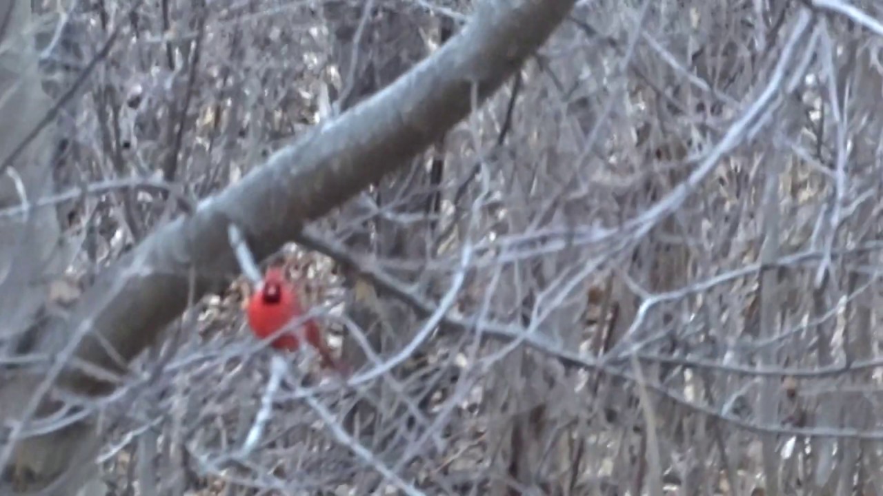 Forest the Cardinal Calling Back to Me & Coming for Treat (WARNING:Unsteady Cam mid portion of vid)