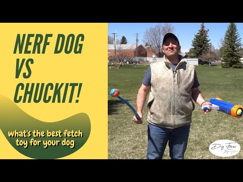 Nerf Dog vs ChuckIt // What’s the Best Fetch Toy for Dogs