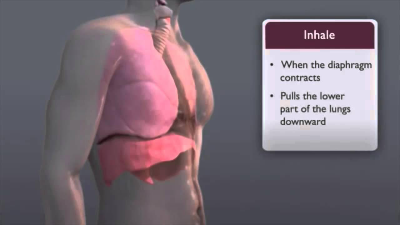 Diaphragm Breathing YouTube