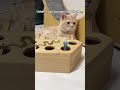 so cute #cat #cute #fyp #foryoupage #beranda