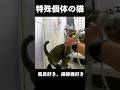 自らお風呂に飛び込み、掃除機にも座れる特殊個体の猫は、実は捨て猫でした #捨猫 #捨て猫 #ねこ #猫のお風呂 #ネコ #保護猫 #猫のいる暮らし