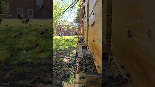 Normal bee flight is a high-speed, 200+ beats-per-second