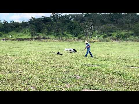 LOTE 06   GRETA JUBILEU BC