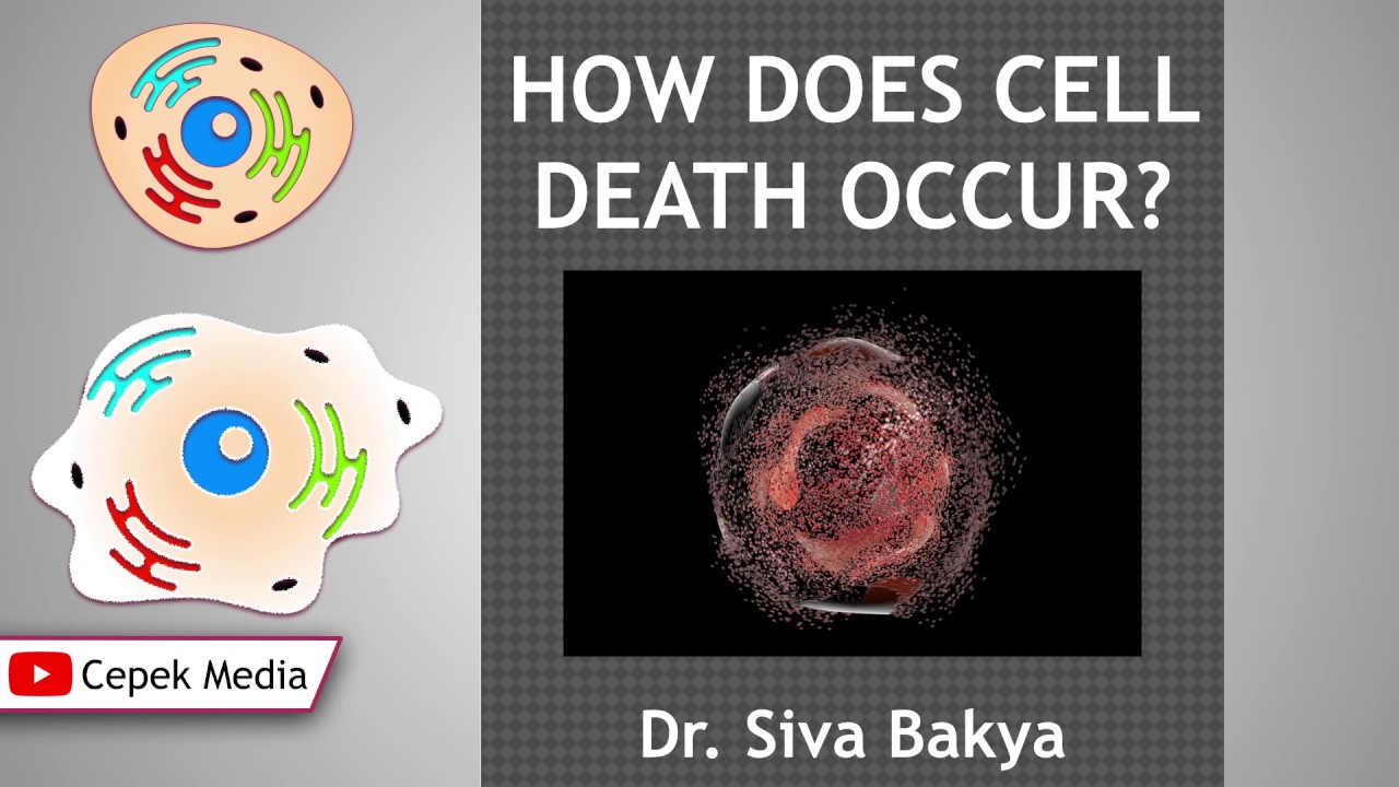 How does cell death occur? Physiology | General Medicine - YouTube