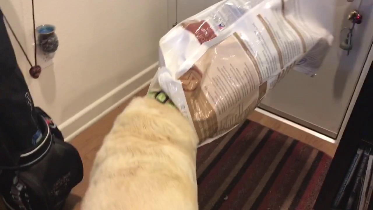 Service Dog Fail YouTube