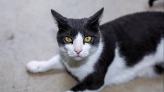 Signius Fleabag Kitty