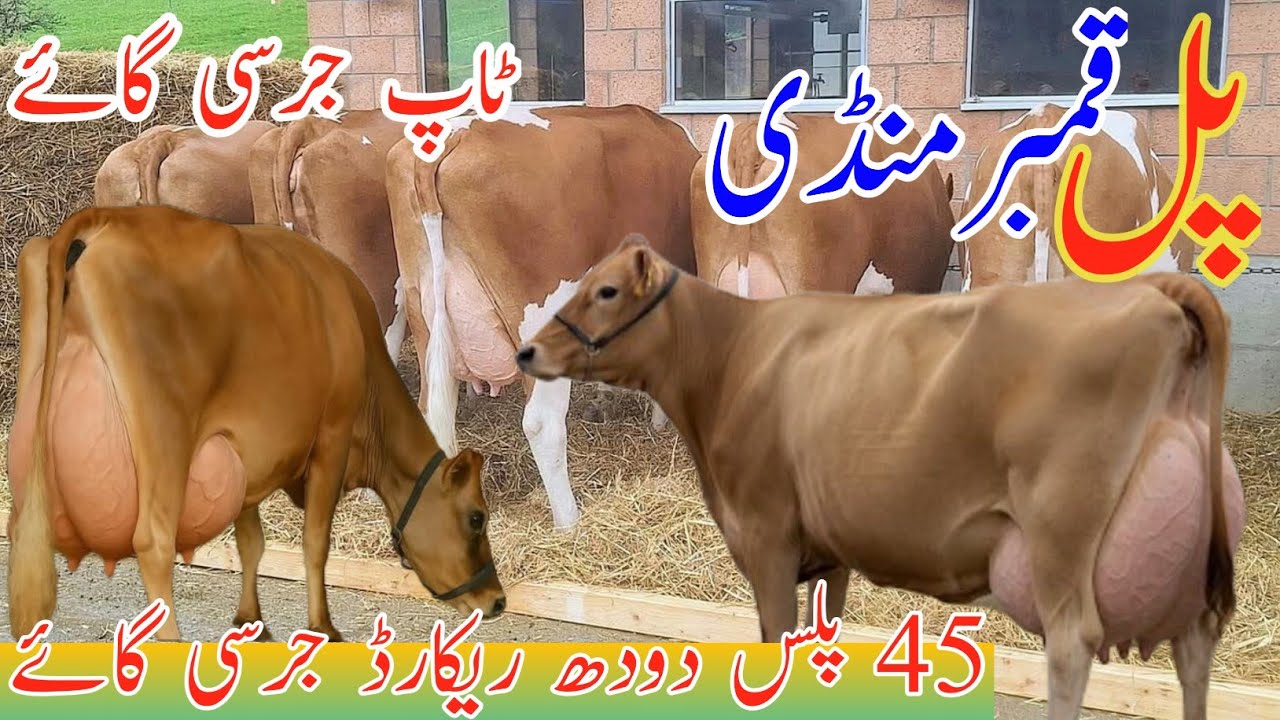 Pul Qmbar mandi | Top Jersey Cow For Sale Mandi | 40kg Milking Cow Jersey | Friesian Cow Update 2026