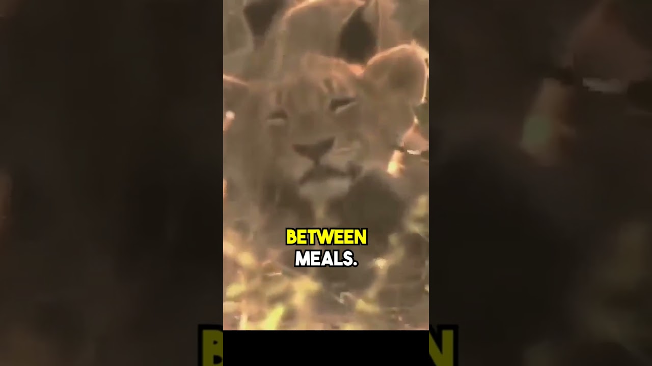 Fooled by nature, Pinda reserve's lions