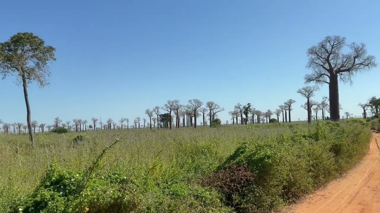 Madagascar: Kirindy to Tsingy - Paul pulls roof rail off!