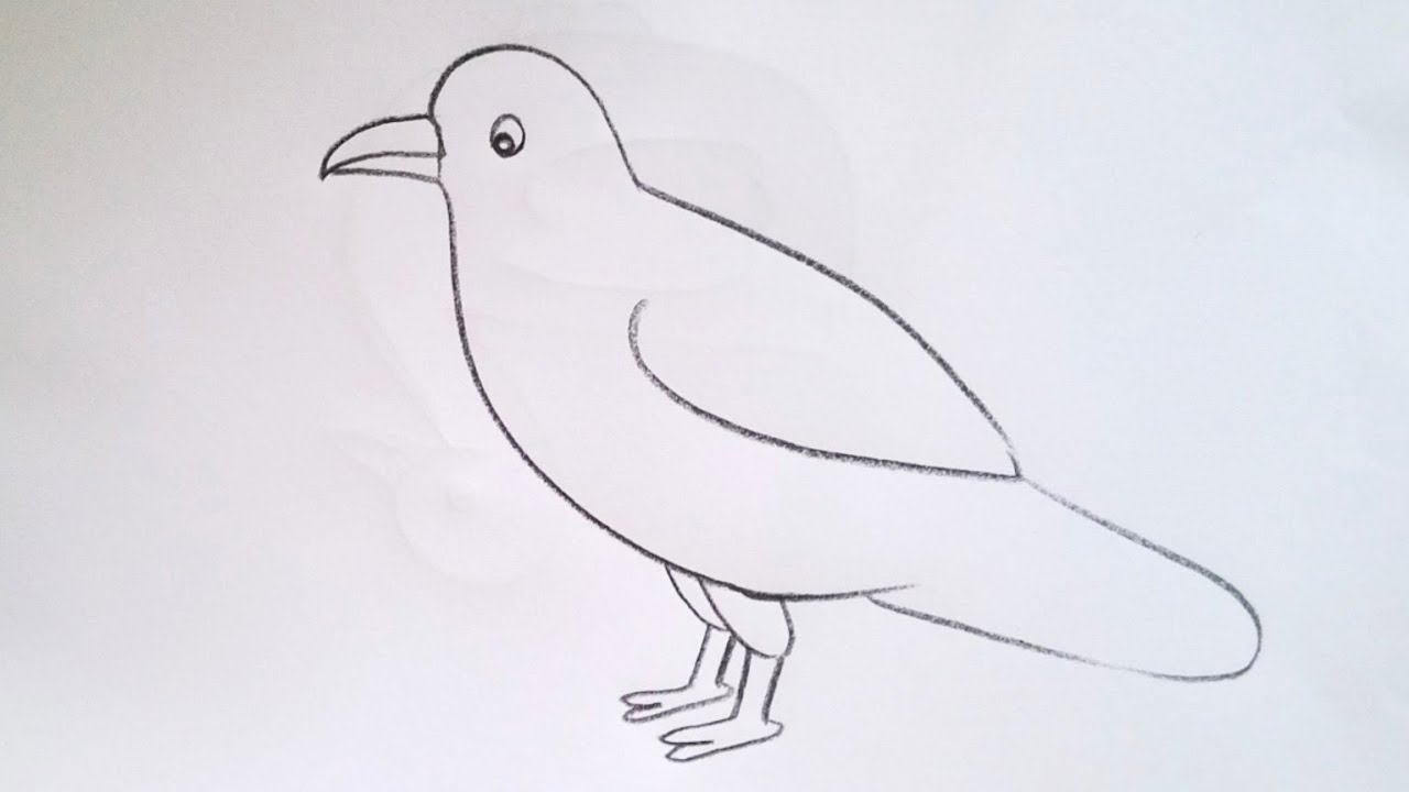 how to draw cuckoo bird drawing easy step by step