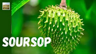 What is SOURSOP? Health Benefits, How It Grows, and More! | eat and be eaten