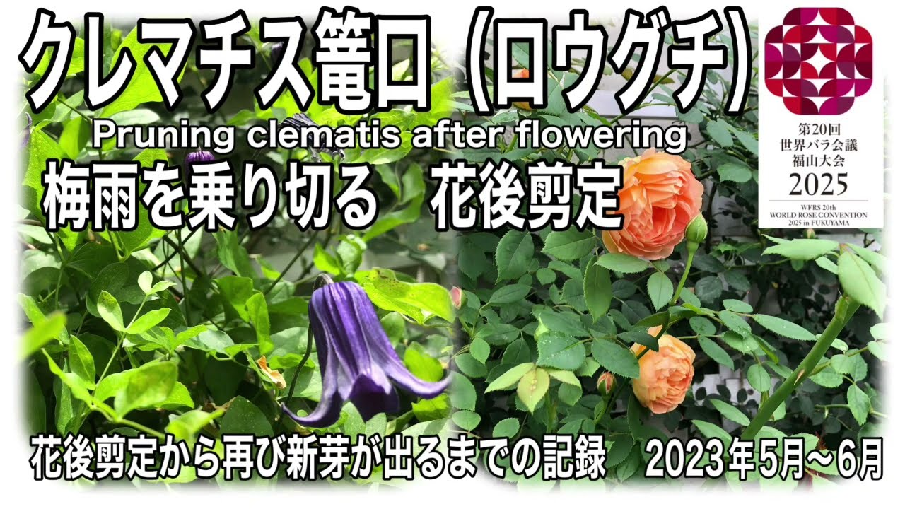 クレマチス ロウグチの梅雨前の花後剪定 薔薇を守る 薔薇とクレマチス