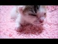 子猫赤ちゃん保護 両目開眼かわいいお顔を見せてくれました
