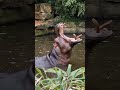 AMNEVILLE 2026 - HIPPOPOTAME