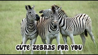 Animals Sounds Zebras Zebras Sounds Effects
