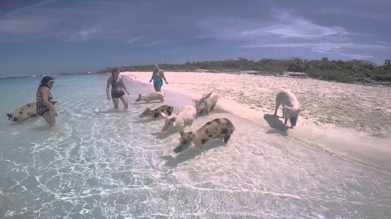 SV Echo Echo Sailing the World, Neil and Jeanette's Adventures-swimming pigs Bahamas