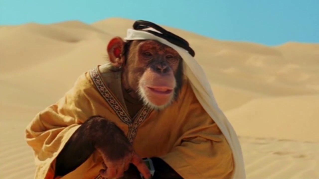 Orangutans wear Arabia clothes to avoid the summer in the desert