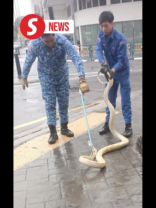 Rare albino python caught during morning crawl in Penang - YouTube