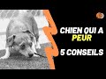 Mon chien  peur de moi  5 conseils dont personne ne parle pour lui redonner confiance 