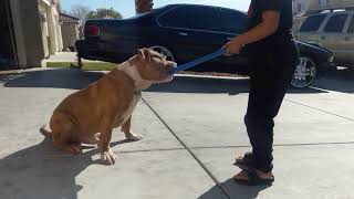 Biggest Champagne Male Puppie In The Worldmanmade Kennels Simba Son Of The World Famous Hulk