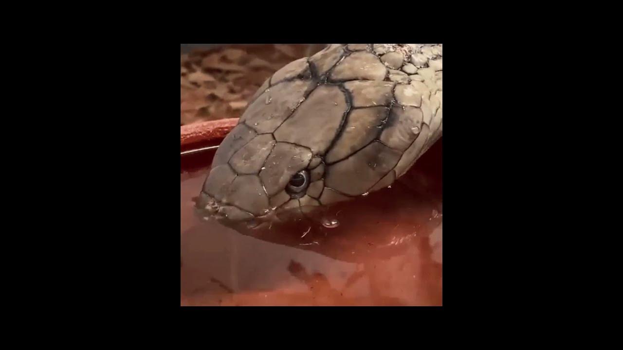 Змея пьет воду. Королевская Кобра 2016. Змея Кобра пьёт молоко. Как пьет змея.