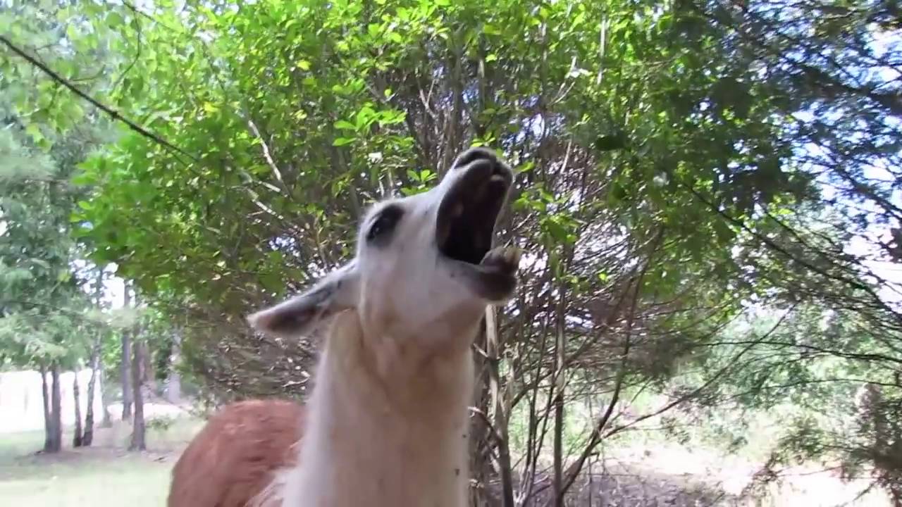 Llama Yawn Sounds Like The Grudge