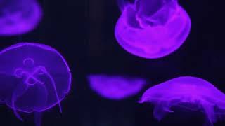 Information Jellytoring: Real-Time Jellyfish Monitoring Based on Deep Learning Object Detection News