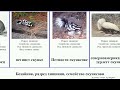 Бозайник, разред хищници, семейство скунксови mammal ивичест язовец петнист скунксове зурлест южен