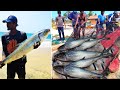 Huge Ladyfish&#39;s  Caught On Net | Amazing Big Catch Fishing Skill