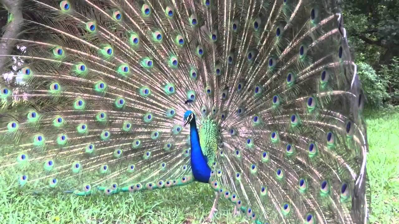 peacock opening his feathers youtube peacock opening his feathers youtube