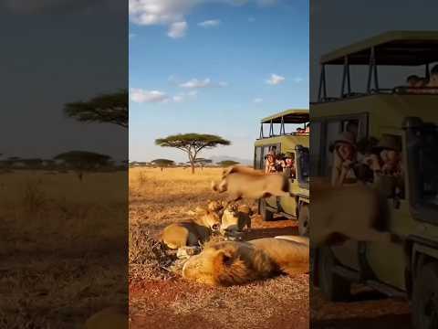 Epic Showdown Comedy Lion Vs Warthog