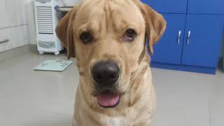 Labrador MILO hates to be called "DOG"|| Most Intelligent Dog 🐕