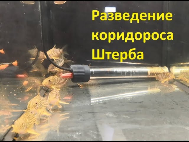 Сомики Corydoras Sterbai или коридорас Штерба