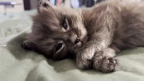 Video 11371431: mainecoon cat kitten cute, newborn maine coon kitten
