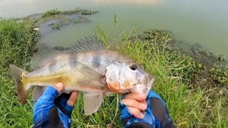 Epic Peacock Bass Catching Action | Best Fishing Lures & Rods for Inshore & Brackish Water! - Ep# 8