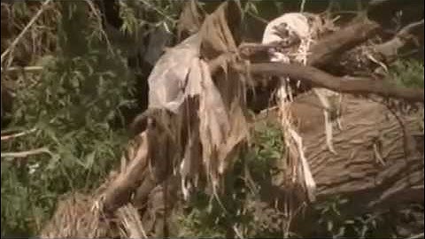 Câu chuyện về chiếc túi ni lông   Vietnamese sub