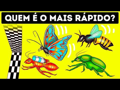 Vídeo: Os insetos mais rápidos do mundo