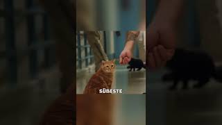 🐱❤️ Streunende Katzen im Gefängnis: Häftlinge adoptieren Kätzchen und finden gegenseitig Heilung! 🐾🏢