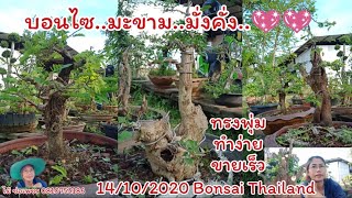 Bonsai Thailand บอนไซมะขาม+หมากเล็กหมากน้อยไม้ซาก..ไม้ทรงพุ่มตอซากสวย???