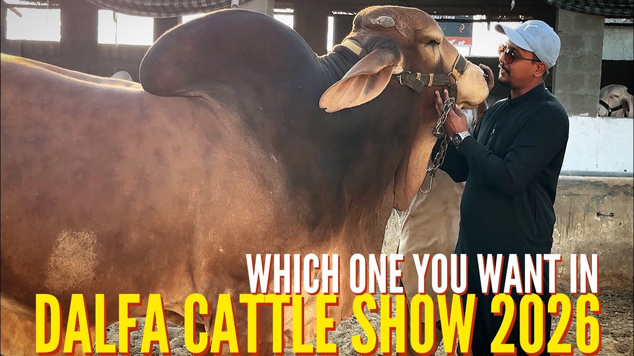 Выставка крупного рогатого скота DALFA 😍|| Какую девушку мне выбрать?? 🤔