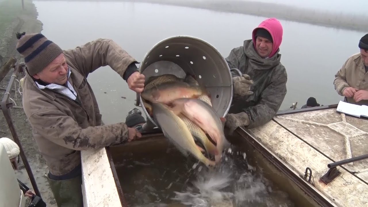 NEMIR u domaćim RIBNJACIMA