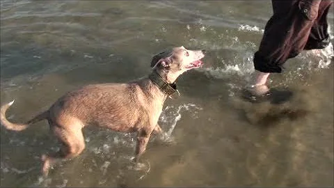 Lola whippet going to the seaside, beach