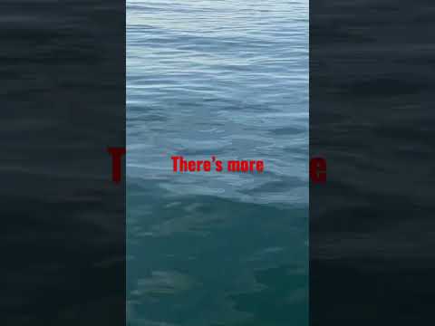 Dolphin watching at