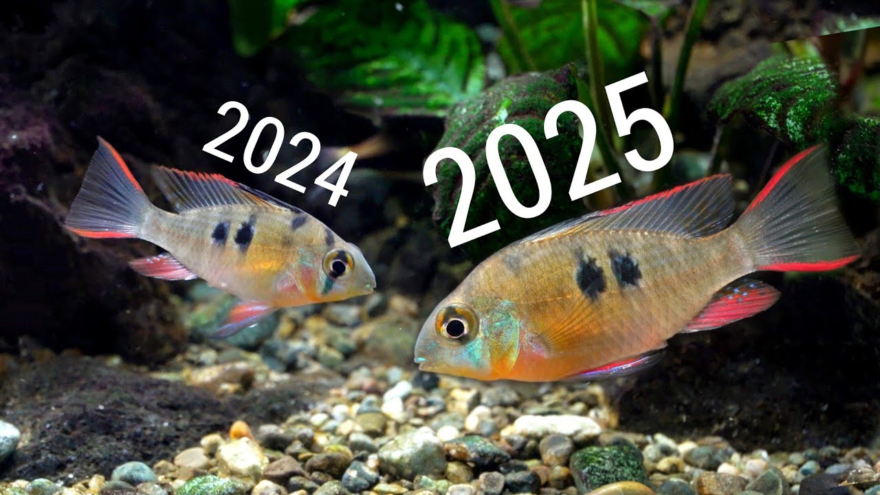 Bolivian Ram Cichlid (Mikrogeophagus altispinosus) update in the Community Fish Tank