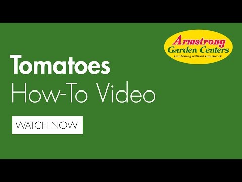 Comment planter une usine de tomate - Armstrong centres de jardinage