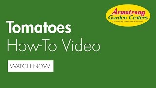 How to Plant a Tomato Plant - Armstrong Garden Centers