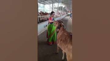 Thumbnail of Bhanu Maa at Sri Sri #Goushala art of living international centre #bangalore #artofliving #gurudev